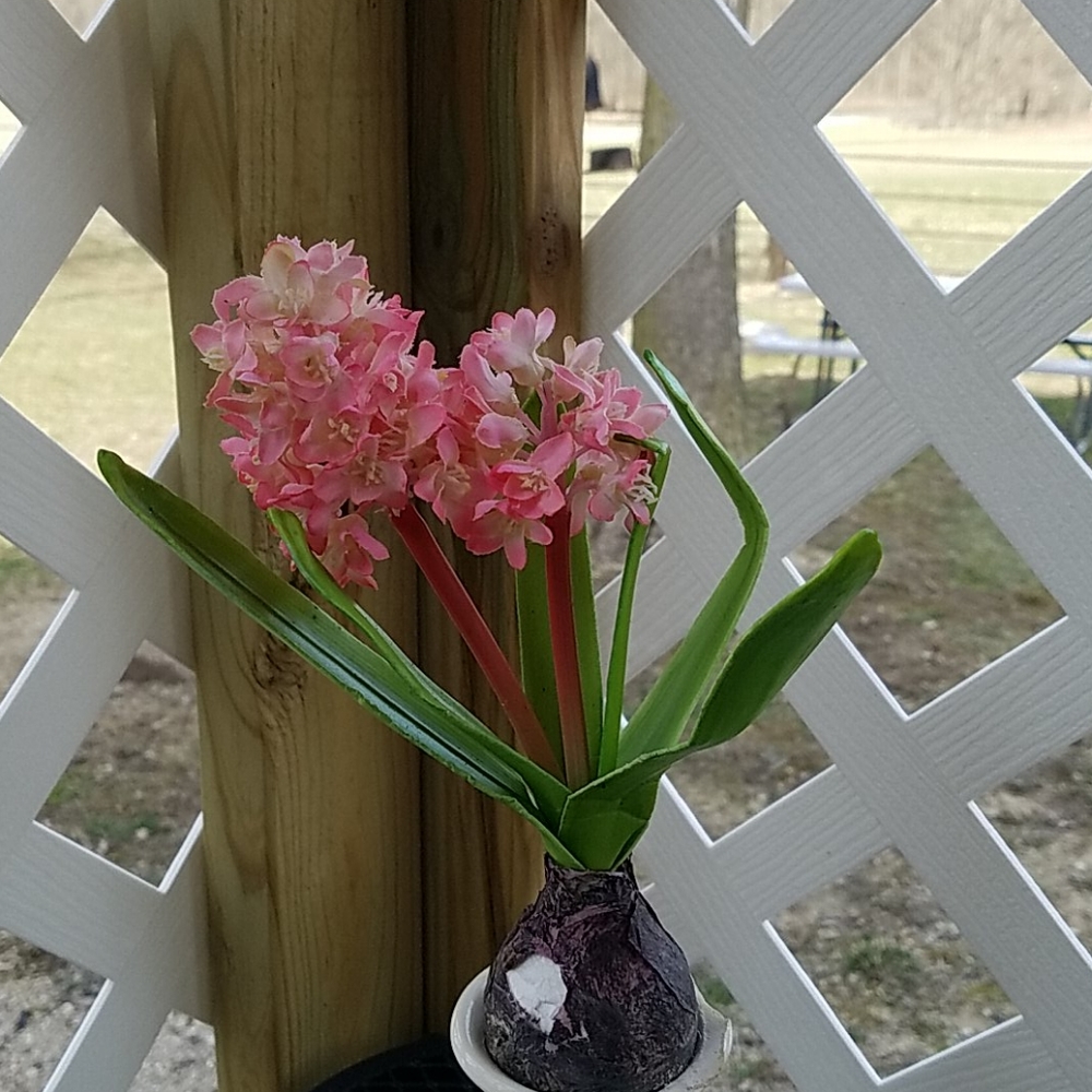 Spring Flower's & Vase - Picture 5 of 6